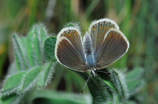 Plebejus (Plebijides) pylaon  trappi /  Plebejus trappi